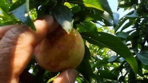 Слива Байрон Голд