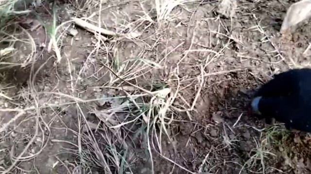 #2 OLD COINS FOUND || TEMUAN PIS BOLONG || Tx 960 смотреть онлайн