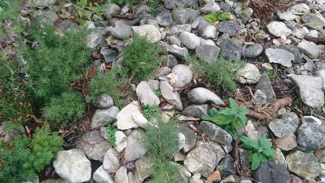 Метельник ситниковый, или Метельник прутьевидный, Испанский дрок (Spansk Visse, Genista Hispanica)