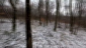 Охота на кабана и косулю с гончими