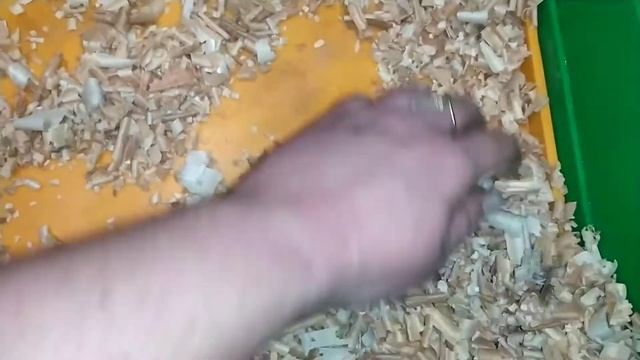 Любят ли морские свинки купаться? смотреть онлайн