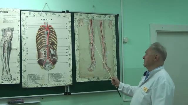 Лекция "Артериальная система" смотреть онлайн