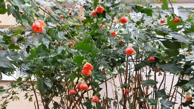 Абутилон гибридный | Жизнь в Адлере смотреть онлайн