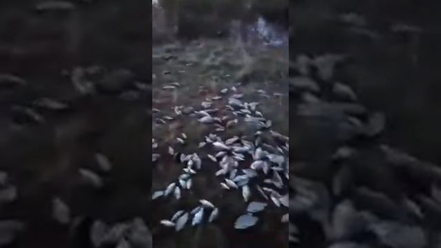 Рыбалка сачком на реке Нура смотреть онлайн