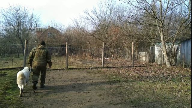 Алабай Джек 6 месяцев дрессировка! смотреть онлайн