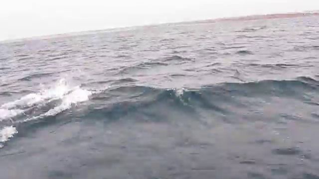 Дельфины афалины / Bottlenose dolphins. Sevastopol, Black Sea. смотреть онлайн