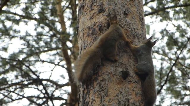 Бельчата залезли в дупло+ 24.5.2019 11:50 смотреть онлайн
