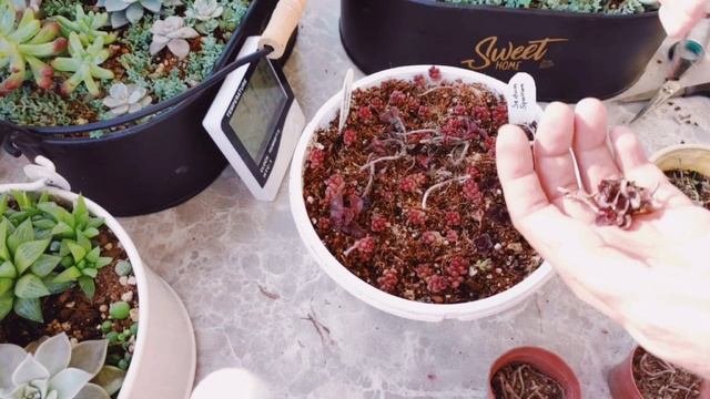 SEDUM SUKULENT - BÖĞÜRTLEN SEDUM / SUKULENT ÇEŞİTLERİ / SEDUM SPURİUM