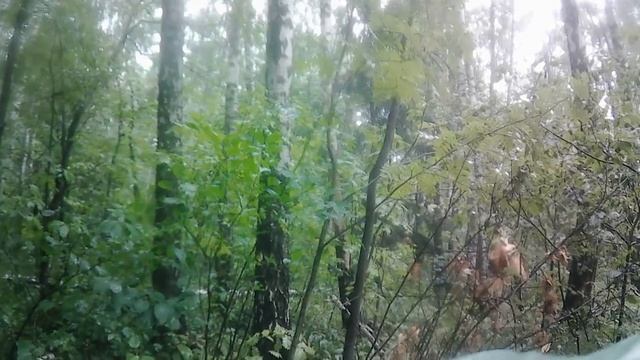 Несмотря на ливень и грозу, собираю я грибы в лесу! смотреть онлайн