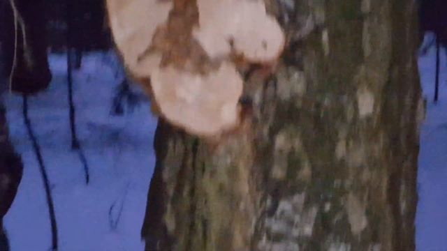 добыча в лесу капы или сувеля смотреть онлайн