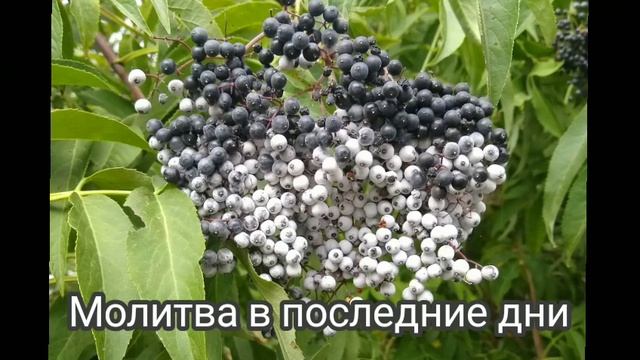 МОЛИТВА В ПОСЛЕДНИЕ ДНИ, Е Уайт смотреть онлайн
