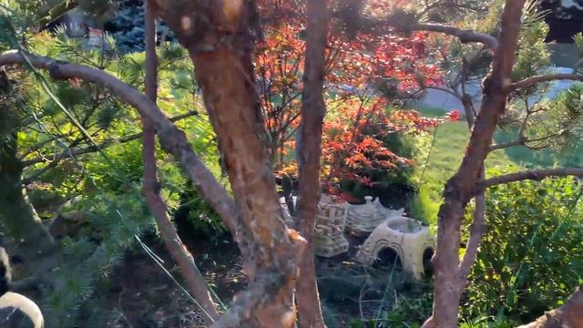 Хвойные | Обрезка хвойных деревьев | Формирование хвойных | Хвойная композиция | Ландшафтный дизайн смотреть онлайн