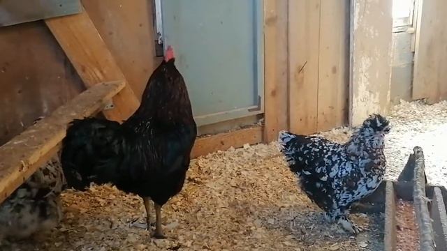 Оптимальное количество кур для племенного петуха. Сколько лет держать петуха. смотреть онлайн