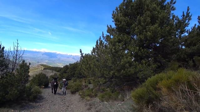 The Donkey Has Escaped From Us?! | Crazy Hiking With The Huge Wild Donkey
