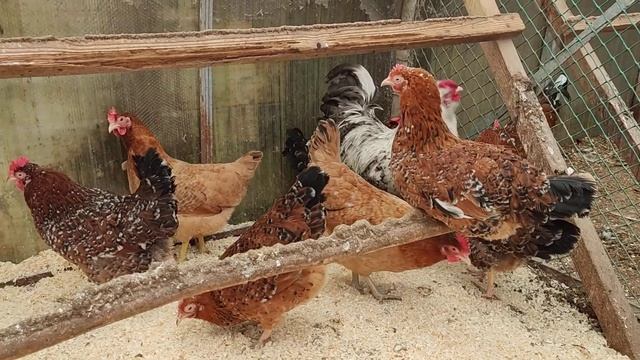 Мясояичные куры в домашнем хозяйстве. смотреть онлайн