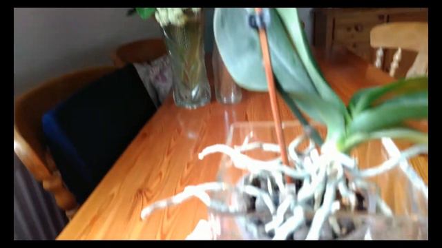 Phalaenopsis and Dendrobium Nobile Repotting - (Mis)Adventures #Part 1 смотреть онлайн