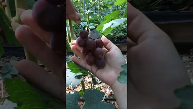 Сорт винограда Павловкого «Бодрый» 2019г. смотреть онлайн