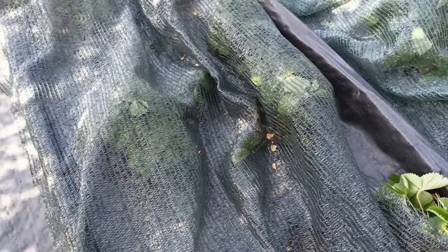 Надежная защита ягод от птиц.м-н ДАЧА г.Каменск-Уральский 02.07.2023 смотреть онлайн