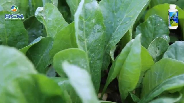 RCM Spraymax-85 || आरसीएम स्प्रेमैक्स-85 ✓ 100% ऑर्गेनिक हर्बल फसल смотреть онлайн