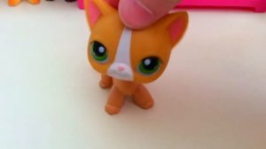 LPS:~ВСЕ МОИ LPS из ПОПУЛЯРА~Brook,Savvy,Seadh,Tom.