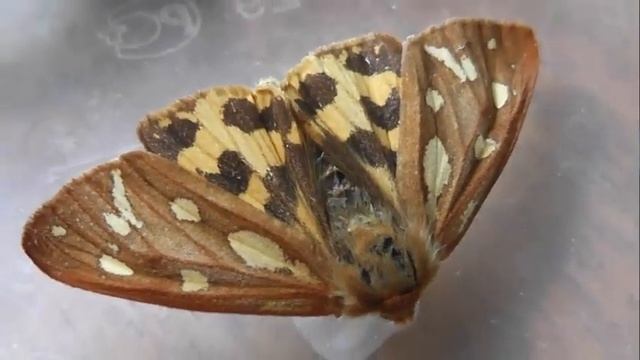 Hyphoraia aulica (медведица буро-жёлтая) смотреть онлайн