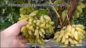 виноград кишмиш Ламборджини