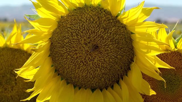 Samsung UHD Demo Nature смотреть онлайн
