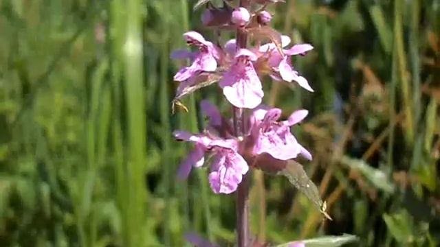 Moerasandoorn Stachys palustris 5 juli 2010.wmv смотреть онлайн
