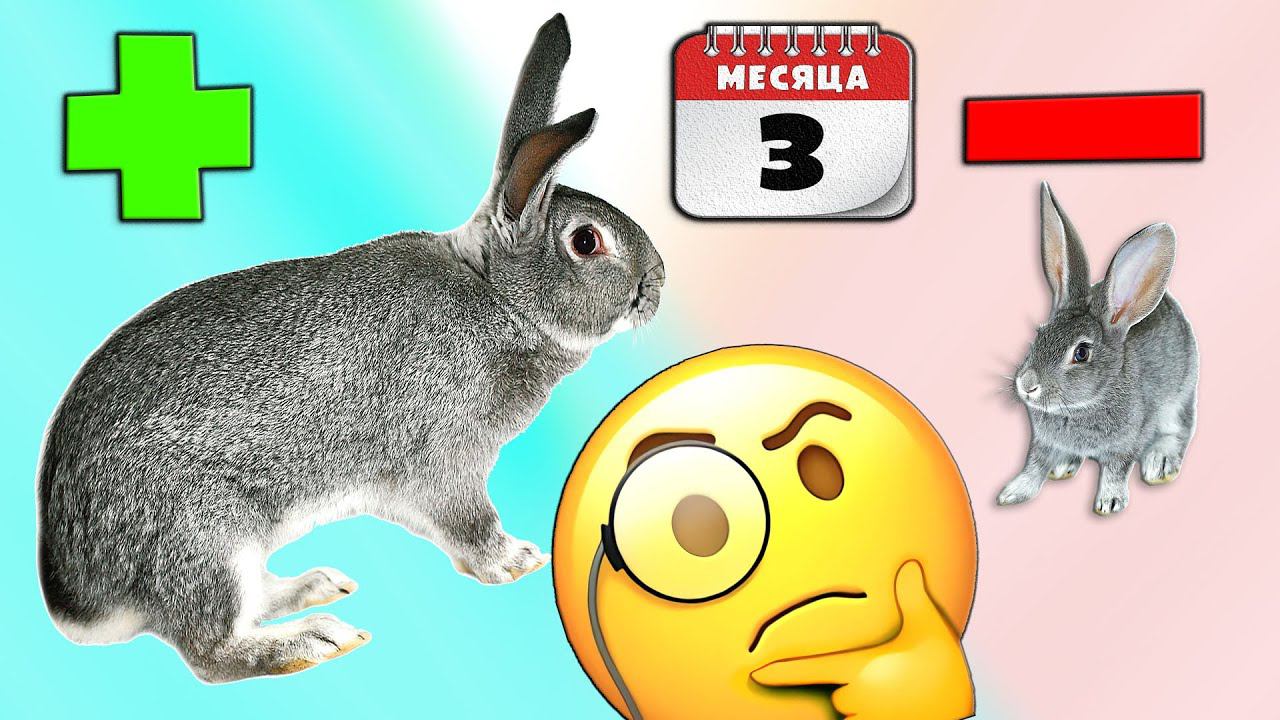 Почему кролики плохо растут? смотреть онлайн
