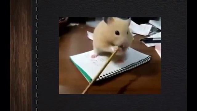 Хомяка не оторвать от чупа-чупс чистая умора! Улыбка гарантирована 100%!  Реально смешно) Ржач!