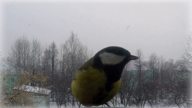 Жизнь синичек зимой (Slow Motion) смотреть онлайн
