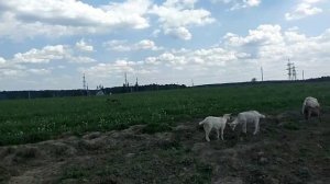 Зерно для дойных коз в жару// Цельная кукуруза для козьих зубов//Кто будет доедать сено после коз?/