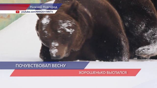 Бурый медведь Балу проснулся в зоопарке «Лимпопо» смотреть онлайн