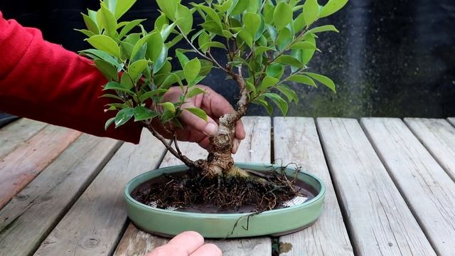 Styling Work on My Ficus Bonsai and More, The Bonsai Zone, Aug 2020 смотреть онлайн
