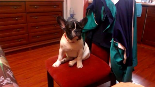 щенок француза пытается заснуть