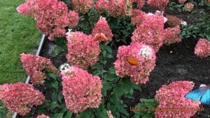 Гортензия метельчатая Строберри Блоссом ? обзор: как сажать, саженцы гортензии Строберри Блоссом
