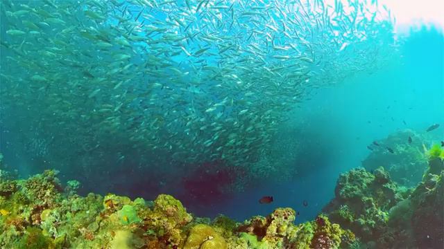 Aquarium 4K VIDEO ULTRA HD - Beautiful Coral Reef Aquarium Collection - Marine Life, Sea Animals смотреть онлайн