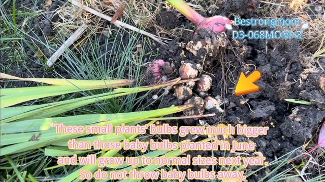 When and how to dig and store gladiolus corms. Find a nice day before freezing to dig,...(20231022) смотреть онлайн