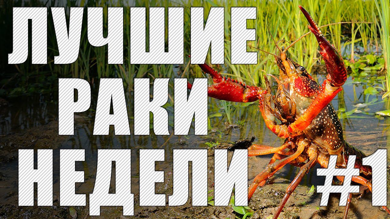 ЛРН выпуск №1 [Лучшие Раки Недели] смотреть онлайн