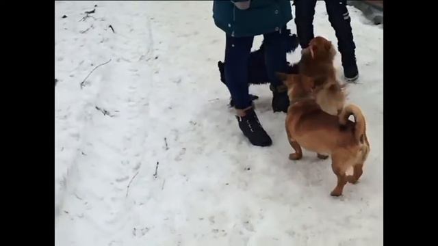Цвергшнауцер Тоби и заводная Сонька (Не догоню — так хоть согреюсь!) смотреть онлайн