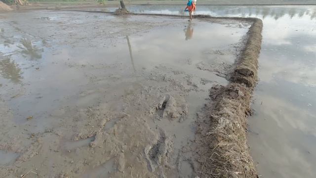Rice direct seeding method using mist blower 12,11,21 смотреть онлайн