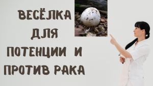 Гриб Весёлка для потенции и против рака Доктор Лисенкова