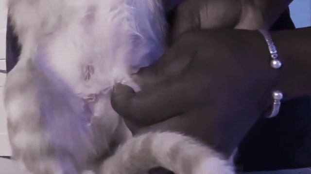 Jack found a happy kitten, starring Mango worms and Fatou and Make kitten happy #93 смотреть онлайн