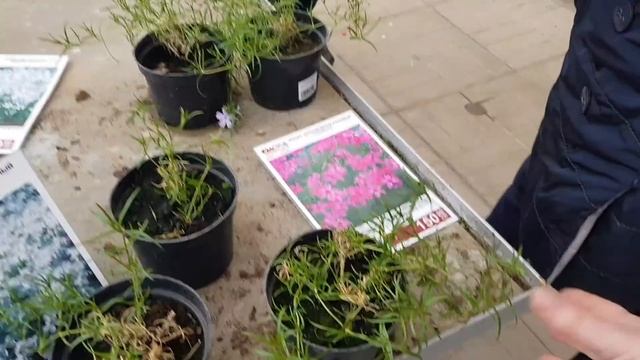 Садовый центр Флос /Ассортимент и цены/Цветочные композиции смотреть онлайн