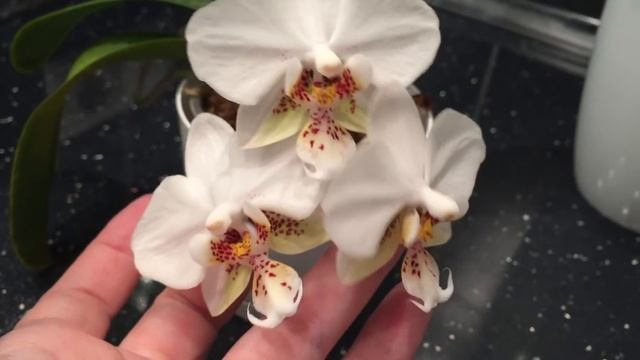 Две новые орхидеи. Заодно и домашние : Стюартиана, Сладкая Девочка, Каменная Роза, Кот и Клементина смотреть онлайн