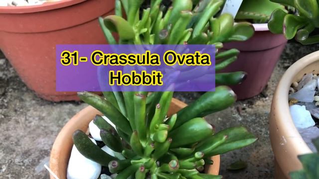 Suculentas de fácil cultivo: Conheça mais de 50 espécies de suculentas com identificação. смотреть онлайн