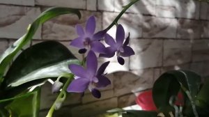 Цветение Dtps. Purple Martin v. blue и Phal. KS Fragrance