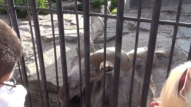 МОСКОВСКИЙ ЗООПАРК 2015 смотреть онлайн