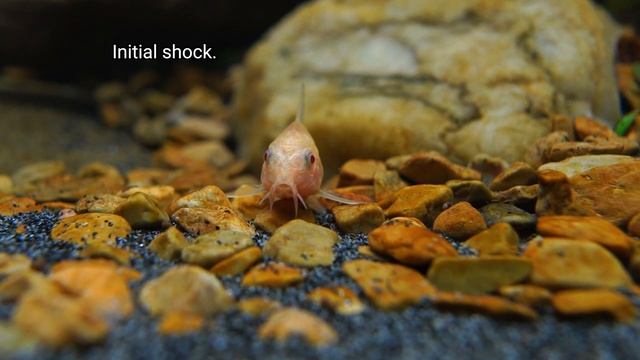 Playful ALBINO CORYDORAS got stuck in the AQUARIUM corner | EP3 ISLAND COMMUNITY AQUARIUM смотреть онлайн