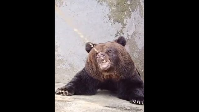 ГАЙД КАК ССАТЬ СО СТОЯКОМ (ПОД ФОНК) смотреть онлайн